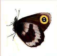 Чернушка циклоп (Свердловской обл.)