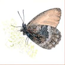 Бархатница мелисса (Свердловской обл.)