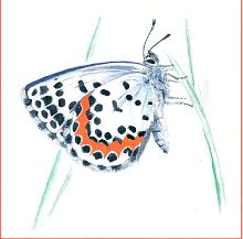 Голубянка орион (Свердловской обл.)