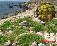 Критмум морской (Красная книга Крыма)