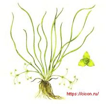 Частуха Валенберга (Ленинградская обл.)