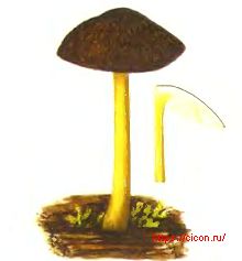 Плютей Ромелля