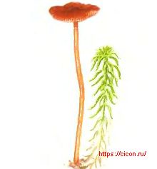 Галерина сфагнолюбивая
