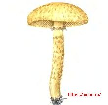 Волоконница земляная