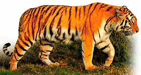 Амурский тигр