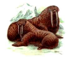Морж