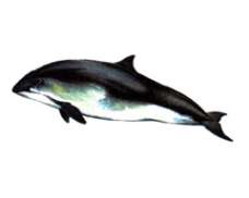 Морская свинья, североатлантический подвид