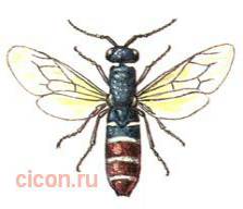 Крупный парнопес