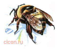 Шмель черского
