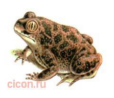 Сирийская чесночница