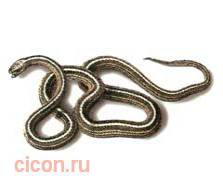 Полосатый полоз
