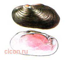 Даурская жемчужница