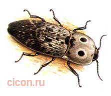 Щелкун паррейса