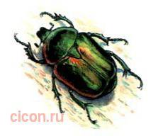 Красивая бронзовка