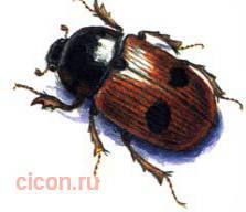 Двупятнистый афодий