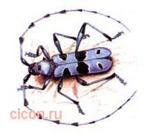 Альпийский усач