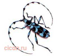 Небесный усач