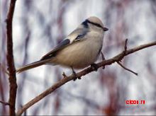 Белая лазоревка (Псковской области)