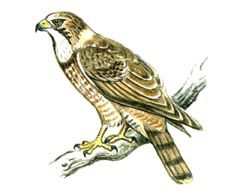 Ястребиный сарыч