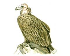 Черный гриф
