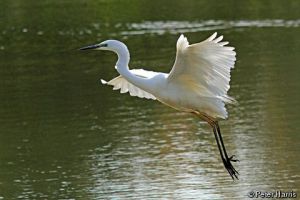 Большая белая цапля
