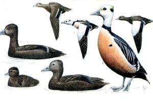 Сибирская гага
