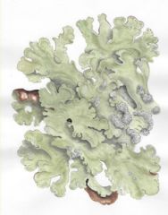 Флавопармелия морщинистая