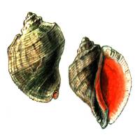 Моллюски Красной книги