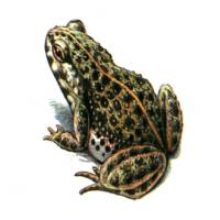 Земноводные Красной книги