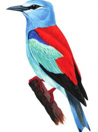 Сизоворонка. Красная книга Воронежской области