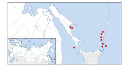 Амикула Гурьяновой