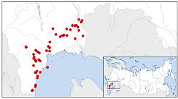 Кавказская быстрая ящурка