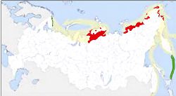 Белоклювая гагара