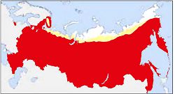 Орлан-белохвост