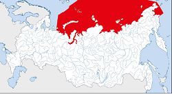 Белый медведь