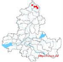 Орляк широковатый