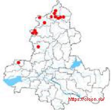 Полынь солянковидная