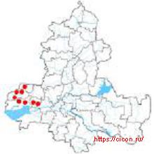 Дрок скифский