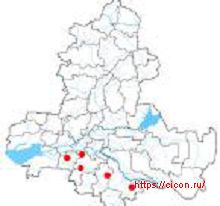 Парматский калоед