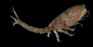 Ракообразные занесенные в красную книгу