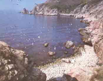 Дальневосточный морской заповедник